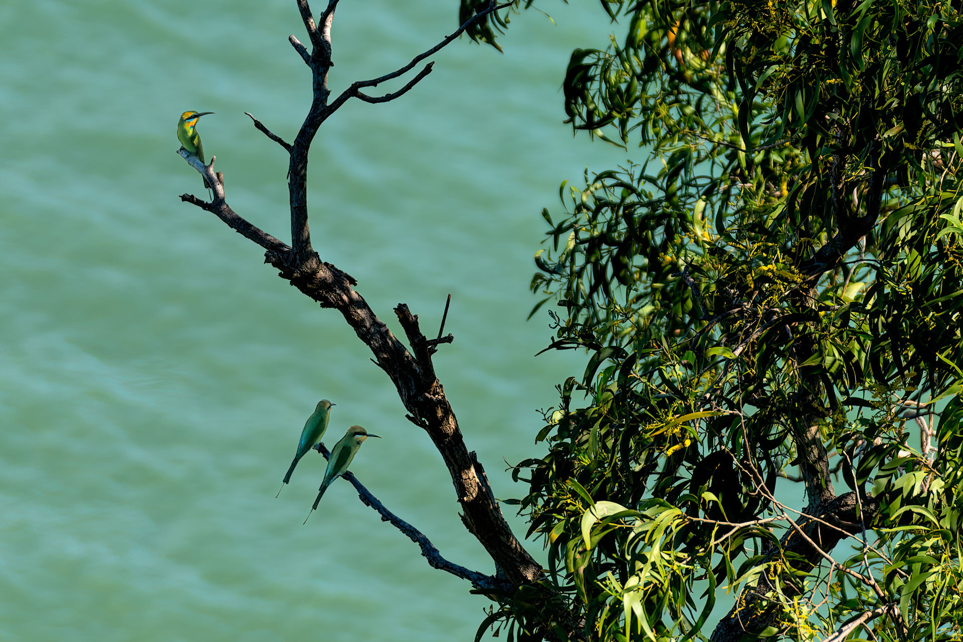 Darwin - Bicentennial Park - Regenbogenspint